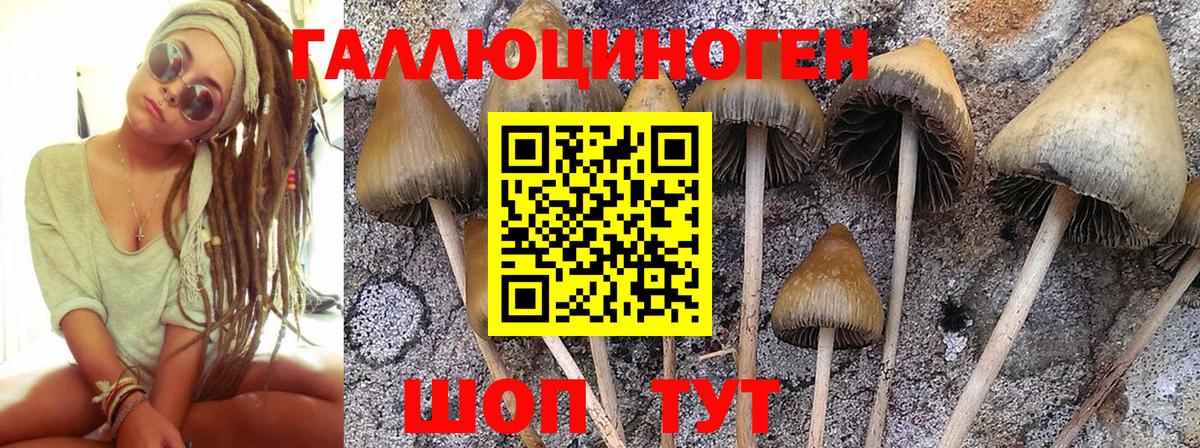 Луховицы  Галлюциногенные грибы Psilocybine cubensis  Псилоцибиновые грибы Cubensis  Вход с VPN 
